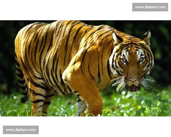 老虎与美洲豹正面较量力量速度与生存王者之争野性巅峰对决揭秘